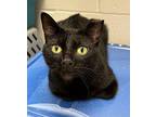 Johnny Domestic Shorthair Adult Male