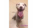 Penelope American Staffordshire Terrier Adult Female