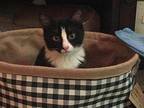 Oreo Domestic Shorthair Kitten Female