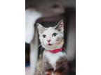 71984A Possum-Poune Cat Cafe Domestic Shorthair Adult Female