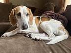Buttercup Reese Hound (Unknown Type) Adult Female