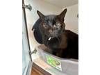 Salem Domestic Shorthair Adult Male