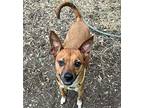 Mongo Australian Cattle Dog Adult Male