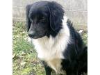 Thumper Border Collie Young Male
