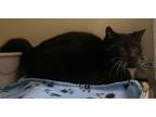 Russell Domestic Shorthair Adult Male