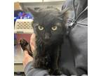 Mikey Domestic Longhair Adult Female