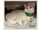 PEARL Domestic Shorthair Adult Female