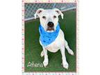 ATHENA Dogo Argentino Adult Female