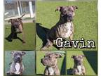 Gavin American Pit Bull Terrier Adult Male