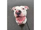 Gilbert American Staffordshire Terrier Adult Male