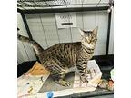 Johnny Domestic Shorthair Adult Male