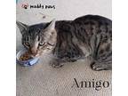 Amigo (Courtesy Post) Domestic Shorthair Young Male