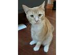 Phineas (aka Bandit) Domestic Shorthair Young Male