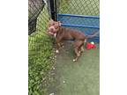 Rocky American Pit Bull Terrier Young Male