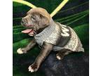 Mariano Blue Lacy/Texas Lacy Puppy Male
