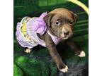 Dolores Blue Lacy/Texas Lacy Puppy Female