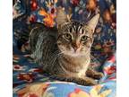 Tigress Domestic Shorthair Young Female