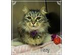 TIZZY available 3/21 Domestic Longhair Adult Female