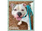 CABLE American Bulldog Adult Male