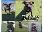 Daisy American Pit Bull Terrier Adult Female