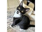Pringles Domestic Shorthair Young Male