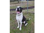 Yates American Pit Bull Terrier Adult Male