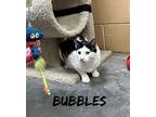 Bubbles Domestic Shorthair Young Male