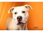 Pop Tart American Bulldog Adult Male