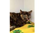 Hetty Domestic Shorthair Senior Female