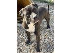 Bentley American Pit Bull Terrier Young Male