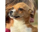 Tinsel Jack Russell Terrier Puppy Female