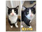 Keith - PetSmart Domestic Shorthair Young Male