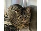 BABY GIRL Domestic Shorthair Young Female