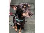 Beau Miniature Pinscher Adult Male