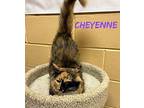 Cheyenne Domestic Mediumhair Adult Female