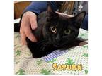 Saturn Domestic Shorthair Young Female
