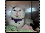 GARTH Domestic Shorthair Adult Male