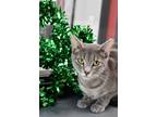 Mitsy Domestic Shorthair Adult Female