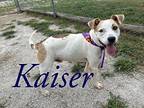 Kaiser 122442 Labrador Retriever Adult Male