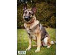 Idgie German Shepherd Dog Adult Female