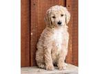 PUPPY KINDHEARTED KENNY Golden Retriever Puppy Male