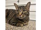 Neville Domestic Shorthair Adult Male