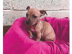 Carraway Seed Chihuahua Puppy Female