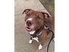 West American Staffordshire Terrier Adult Male