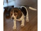 Stitch Beagle Puppy Male