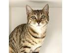 Daisy Domestic Shorthair Young Female