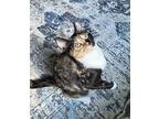 Kima Domestic Shorthair Kitten Female