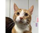 Tigger Domestic Shorthair Young Male
