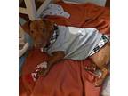 Princess Dachshund Adult Female