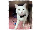 ZIMA Domestic Shorthair Adult Male